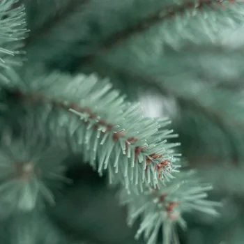 Umjetni Bor Chatreus 6
