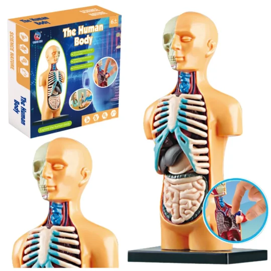 Edukativni Anatomski Model Ljudskih Organa 1