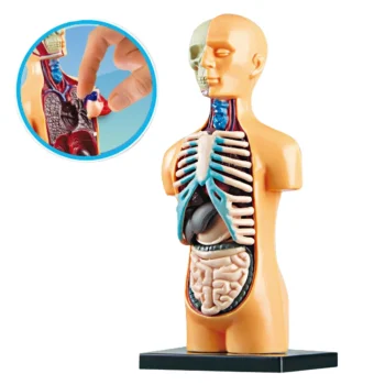 Edukativni Anatomski Model Ljudskih Organa 2