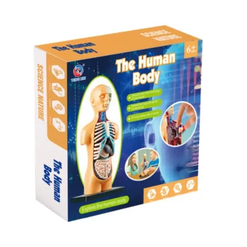 Edukativni Anatomski Model Ljudskih Organa 3