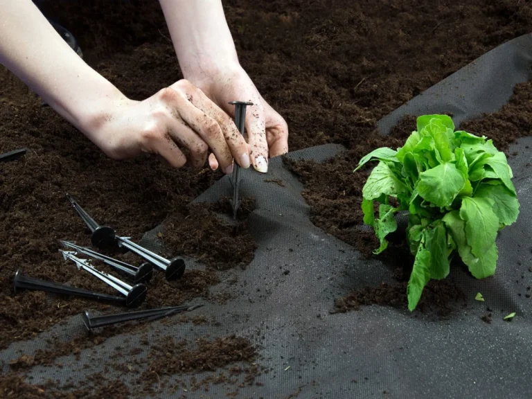 Vrtni Agrotekstil 0,8 Mx 100 M + 100 Plonos Igala 5