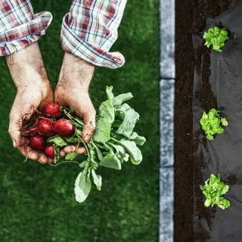 Vrtni Agrotekstil 1 M X 50 M + 50 Plonos Iglica Crni 5