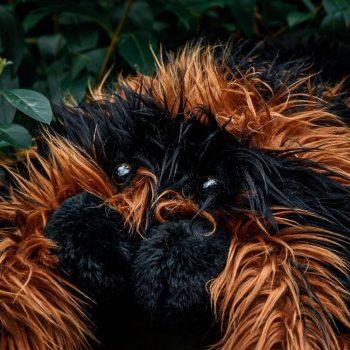 Plišana Tarantula, Oko 80 Cm 4